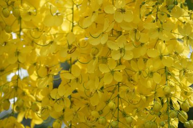 Ağacın üzerinde Ratchaphruek ya da Multiply flowers, Cassia fistula L. ya da altın duş çiçek açıyor. Yazın açan tropik sarı çiçekler. Songkran Festivali Sembolü.                               