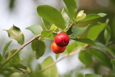 Yeşil yapraklı taze kırmızı organik Brezilya acerola (Malpighia Glabra). Ağaçta taze organik Acerola kirazı, yüksek C vitamini ve antioksidan meyveler..