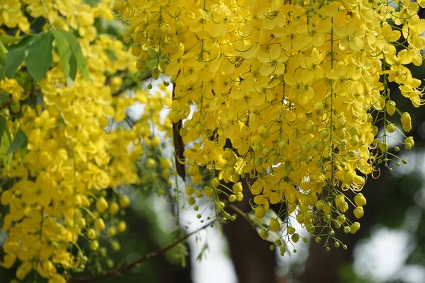 Ratchaphruek Multiply Flowers Cassia Fistula Golden Shower Blooming Tree Tropical — Stock Photo, Image