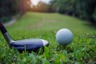  Golf topu yeşil çimlerin üzerinde golf sahasında vurulmaya hazır. Golf sopaları ve golf topları yeşil çimlerde sabah güneşli güzel bir golf sahasında. İlk kısa devrede golfe hazır..                              