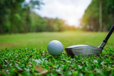 Golf topu yeşil çimlerin üzerinde golf sahasında vurulmaya hazır. Golf sopaları ve golf topları yeşil çimlerde sabah güneşli güzel bir golf sahasında. İlk kısa devrede golfe hazır..                               