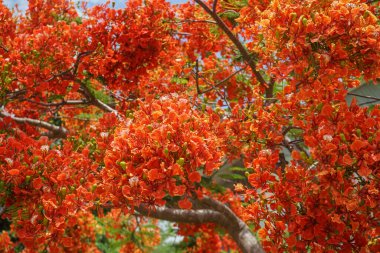 Yaz mevsiminde bahçede kırmızı Caesalpinia pulcherrima. Kırmızı çiçeklerin güzelliği, akşamları altın sarısını yansıtır. Tavus kuşu kuyruğu..                                