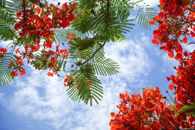 Yaz mevsiminde bahçede kırmızı Caesalpinia pulcherrima ve bulanık gökyüzü arkaplan görüntüsü. Kırmızı çiçeklerin güzelliği, akşamları altın sarısını yansıtır. Tavus kuşu kuyruğu..                                