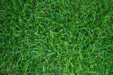 Yeşil çimen dokusu arka plan kavramının yeşil arkaplan yapımında kullanılan üst görünümü. Çimen Golf Sahaları yeşil çimen desenli arka plan.
