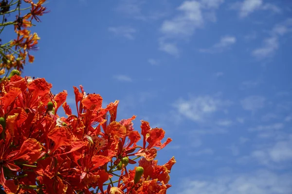 Red Caesalpinia Pulcherrima Sommer Garten Und Verschwommenes Hintergrundbild Des Himmels — Stockfoto