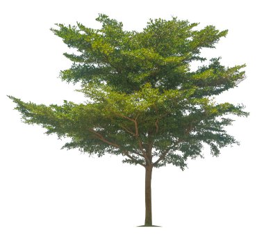 Beyaz arka planda izole ağaçlar, tasarımda, reklamcılıkta ve mimaride kullanılan tropikal ağaçlar.                                