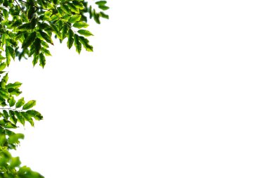 Beyaz arkaplanda yeşil yapraklar var. Metin için boş alanı olan yakın doğa görünümü. Doğal yeşil arkaplan.                                 