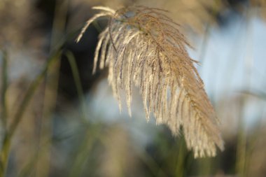 Seçici odaklanma. Akşamları gün batımında gökyüzü olan sazlıklar. Rüzgâr, gün batımına karşı sazlık açar..                              