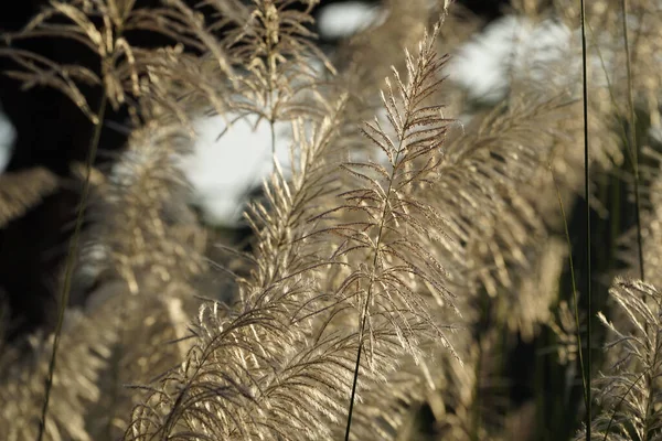 Επιλεκτική Εστίαση Reeds Γρασίδι Λουλούδι Ουρανό Ηλιοβασίλεμα Βράδυ Άνεμος Φυσάει — Φωτογραφία Αρχείου