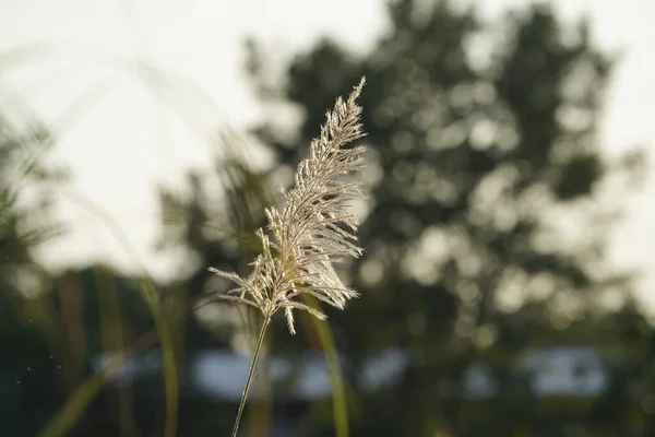 Επιλεκτική Εστίαση Reeds Γρασίδι Λουλούδι Ουρανό Ηλιοβασίλεμα Βράδυ Άνεμος Φυσάει — Φωτογραφία Αρχείου