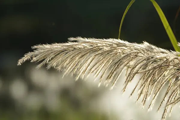 Επιλεκτική Εστίαση Reeds Γρασίδι Λουλούδι Ουρανό Ηλιοβασίλεμα Βράδυ Άνεμος Φυσάει — Φωτογραφία Αρχείου
