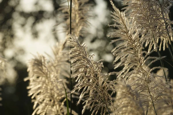 Επιλεκτική Εστίαση Reeds Γρασίδι Λουλούδι Ουρανό Ηλιοβασίλεμα Βράδυ Άνεμος Φυσάει — Φωτογραφία Αρχείου