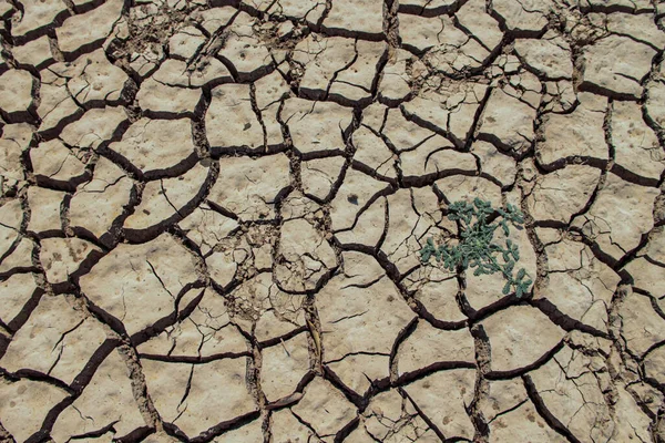 Texture Des Terres Arides Thaïlande Séchage Des Sols Fissurés Terre — Photo