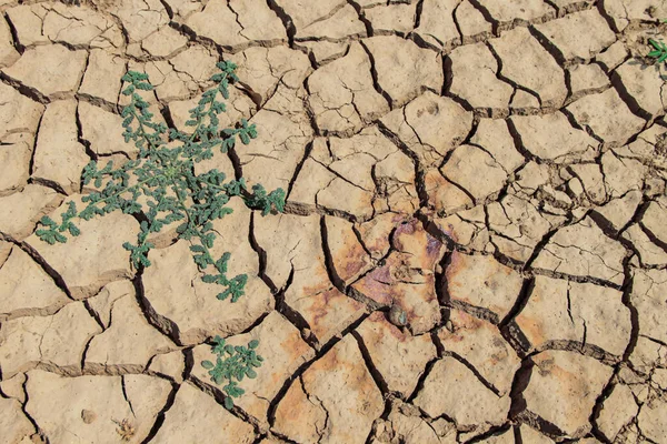 The drought land texture in Thailand. Dry cracked soil dirt or earth during drought at sunset. The global shortage of water on the planet. Global warming and greenhouse effect concept.