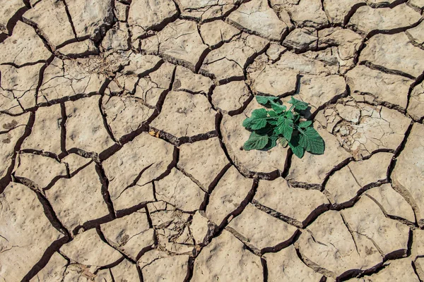 The drought land texture in Thailand. Dry cracked soil dirt or earth during drought at sunset. The global shortage of water on the planet. Global warming and greenhouse effect concept.