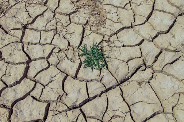 The drought land texture in Thailand. Dry cracked soil dirt or earth during drought at sunset. The global shortage of water on the planet. Global warming and greenhouse effect concept.