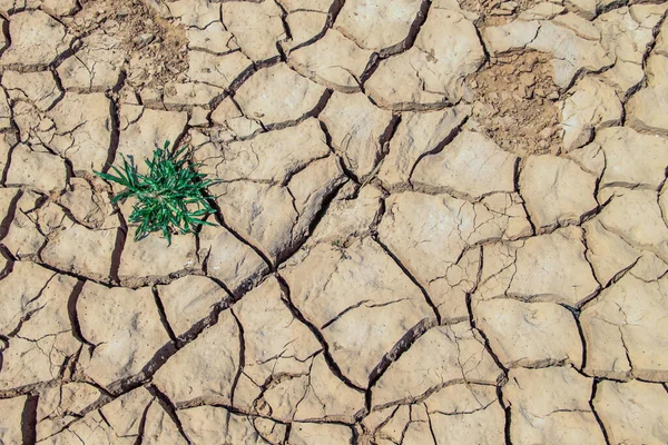 Texture Des Terres Arides Thaïlande Séchage Des Sols Fissurés Terre — Photo