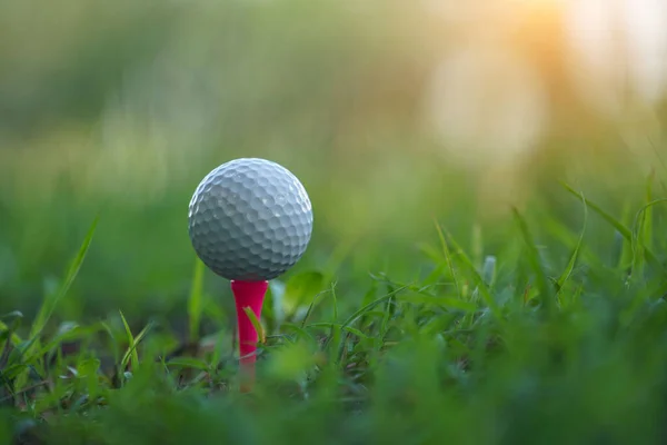 Golf Topu Golf Topu Yeşil Çimlerin Üzerinde Sabah Güneşiyle Güzel — Stok fotoğraf