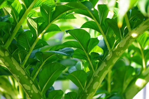 Konjac 'ın yeşil yaprakları. Japonya 'dan şeytan dili olarak da bilinen amorfofallus konjac yaprakları..                               