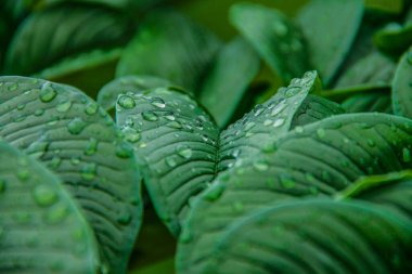 Soyut yeşil yaprak dokusu. Doğa yeşili Konjac yağmur damlası arkaplanıyla ayrılıyor. Ormanda yüzey arkaplan yaprağı üzerindeki yeşil yaprak (Konjac) deseni. 