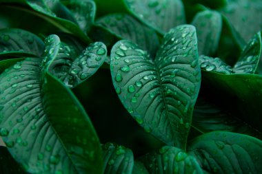 Soyut yeşil yaprak dokusu. Doğa yeşili Konjac yağmur damlası arkaplanıyla ayrılıyor. Ormanda yüzey arkaplan yaprağı üzerindeki yeşil yaprak (Konjac) deseni. 