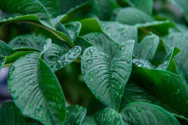 Soyut yeşil yaprak dokusu. Doğa yeşili Konjac yağmur damlası arkaplanıyla ayrılıyor. Ormanda yüzey arkaplan yaprağı üzerindeki yeşil yaprak (Konjac) deseni. 