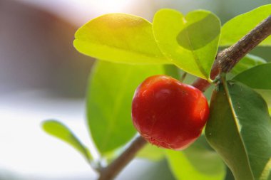 Yeşil yapraklı taze kırmızı organik Brezilya acerola (Malpighia Glabra). Ağaçta taze organik Acerola kirazı, yüksek C vitamini ve antioksidan meyveler..