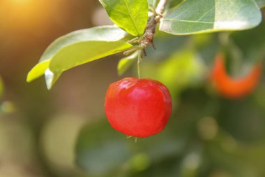 Yeşil yapraklı taze kırmızı organik Brezilya acerola (Malpighia Glabra). Ağaçta taze organik Acerola kirazı, yüksek C vitamini ve antioksidan meyveler..
