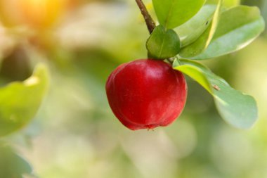 Yeşil yapraklı taze kırmızı organik Brezilya acerola (Malpighia Glabra). Ağaçta taze organik Acerola kirazı, yüksek C vitamini ve antioksidan meyveler..