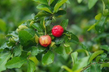 Ağaçta su damlası, yüksek C vitamini ve antioksidan meyveli Acerola kirazı. Ağaçta taze organik Acerola kirazı.                               