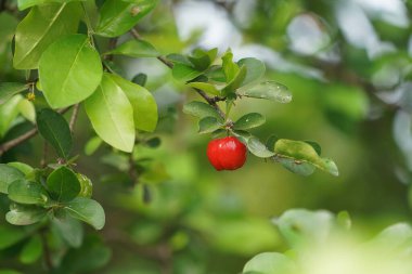 Ağaçta su damlası, yüksek C vitamini ve antioksidan meyveli Acerola kirazı. Ağaçta taze organik Acerola kirazı.                               