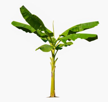 Beyaz arka planda izole edilmiş muz ağacı bahçe tasarımları için kesme yolları bulunuyor. Tropikal ülkelerin ekonomik ürünleri popülerlik kazanıyor.                                