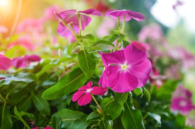 Kapatın güzel ve renkli Madagaskar menekşe çiçeğini bahçede.                               