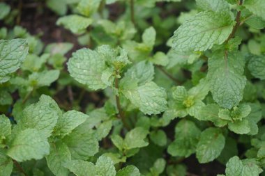Nane bitkisi sebze bahçesinde yetişir. Organik bahçede taze nane ağaçları..                                