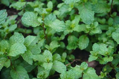 Nane bitkisi sebze bahçesinde yetişir. Organik bahçede taze nane ağaçları..                              