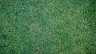 Yeşil çimen arka plan, bahçe manzarası yeşil arka plan yapmak için kullanılan parlak çimen konsepti, spor alanı için çimen, golf sahası yeşil çizgili doku arka plan