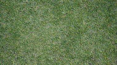 Yeşil çimen arka plan, bahçe manzarası yeşil arka plan yapmak için kullanılan parlak çimen konsepti, spor alanı için çimen, golf sahası yeşil çizgili doku arka plan