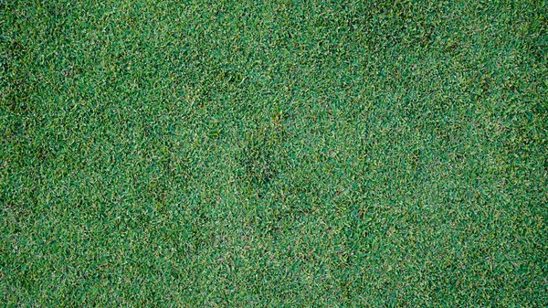 Yeşil çimen arka plan, bahçe manzarası yeşil arka plan yapmak için kullanılan parlak çimen konsepti, spor alanı için çimen, golf sahası yeşil çizgili doku arka plan