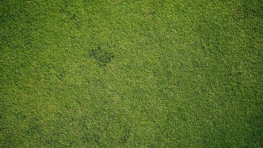 Yeşil çimen arka plan, bahçe manzarası yeşil arka plan yapmak için kullanılan parlak çimen konsepti, spor alanı için çimen, golf sahası yeşil çizgili doku arka plan