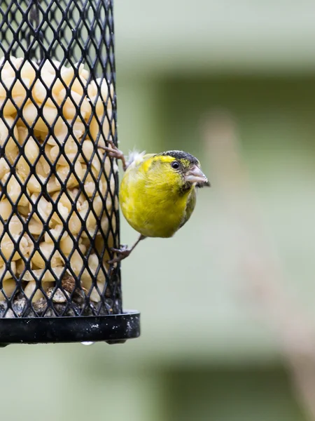 Sijs op een Vogelhuis/waterbak — Stockfoto