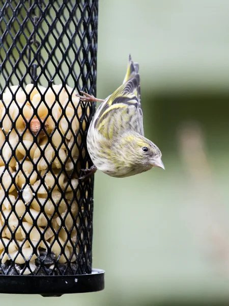 Sijs op een Vogelhuis/waterbak — Stockfoto