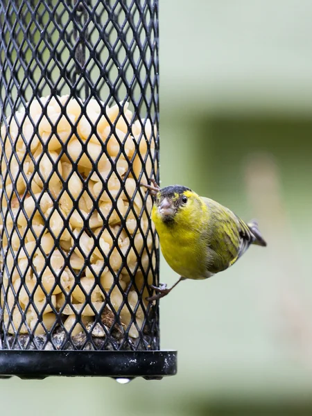 Siskin eurasien sur une mangeoire à oiseaux — Photo