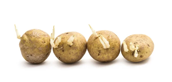 Fila de batatas com brotos — Fotografia de Stock