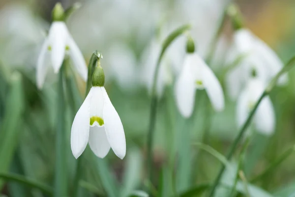 Richten Een Enkele Snowdrop Bloem Met Anderen Achtergrond Wazig — Stockfoto