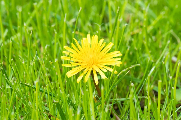 Enda maskros blomma — Stockfoto