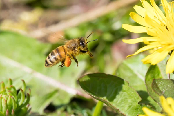 Flying honey bee — Stock Photo, Image