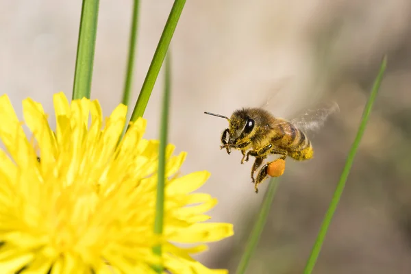 Летящая пчела — стоковое фото
