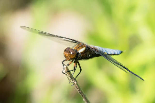 Masculino cazador de cuerpo ancho — Foto de Stock