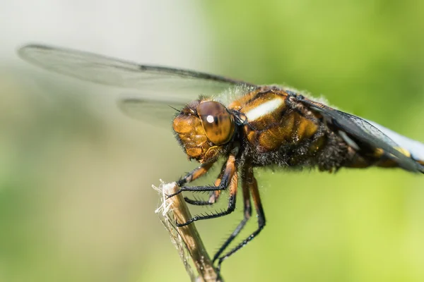 Masculino cazador de cuerpo ancho — Foto de Stock