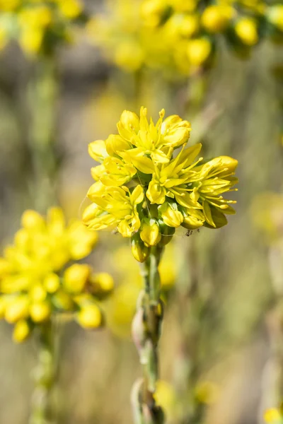 Gul fetknopp blommor — Stockfoto